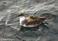 Great Shearwater, 30 mile South of Start Point, 16/08/2009