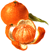 [tangerines.gif]