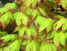 Tsuma Gaki Japanese Maple