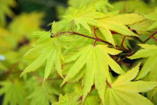 Aureum Japanese Maple