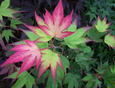 Tana Japanese Maple