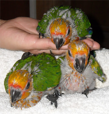 Staring at Birds and Goats: Staring at Birds - Jenday Conures