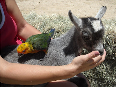 Staring at Birds and Goats: Staring at Birds - Jenday Conures