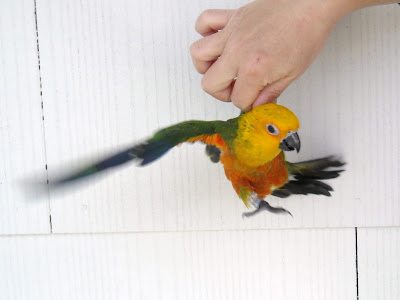 Staring at Birds and Goats: Staring at Birds - Jenday Conures