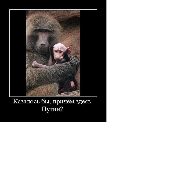Причем тут путин картинки