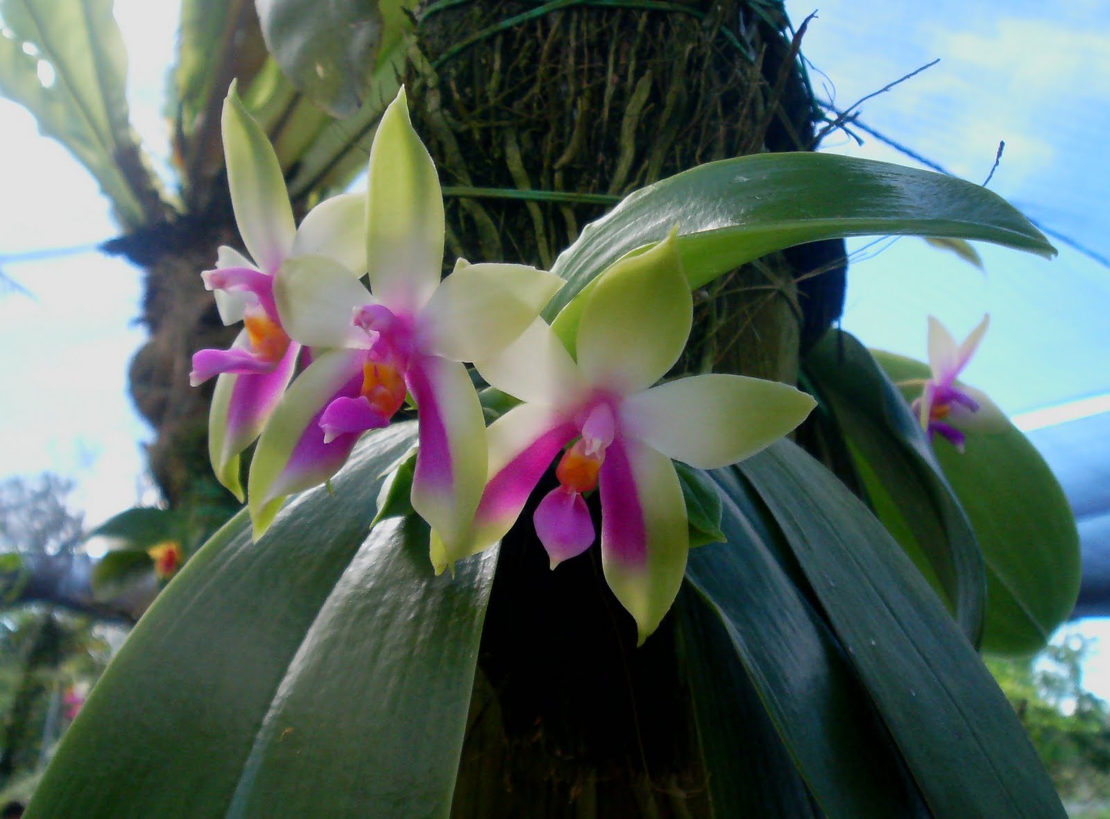 Phontography by N93i Sarawak State Flower ( Normah Orchid)