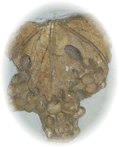 [Copia+de+IMG_3868.JPG]