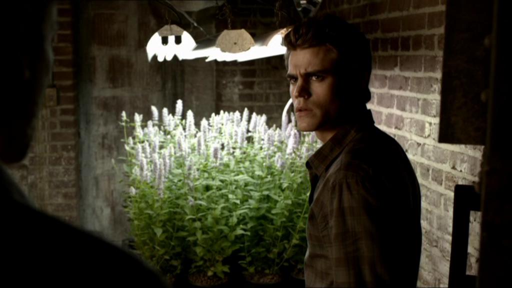 Vampire Diaries Poison Vervain – POIZ