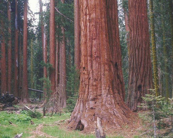 [redwood.jpg]