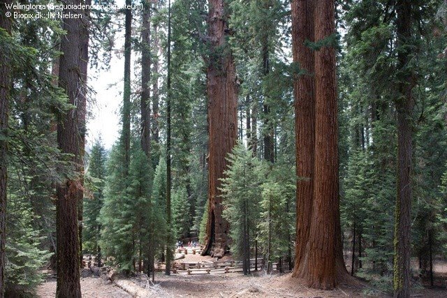 [INN+Sequoiadendron+giganteum+00263.jpg]