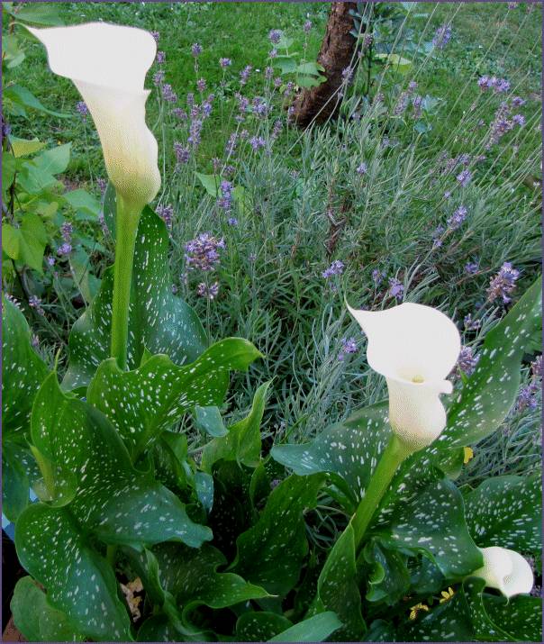 Garden Pundit Zantedeschia The Calla Lilies are in bloom again