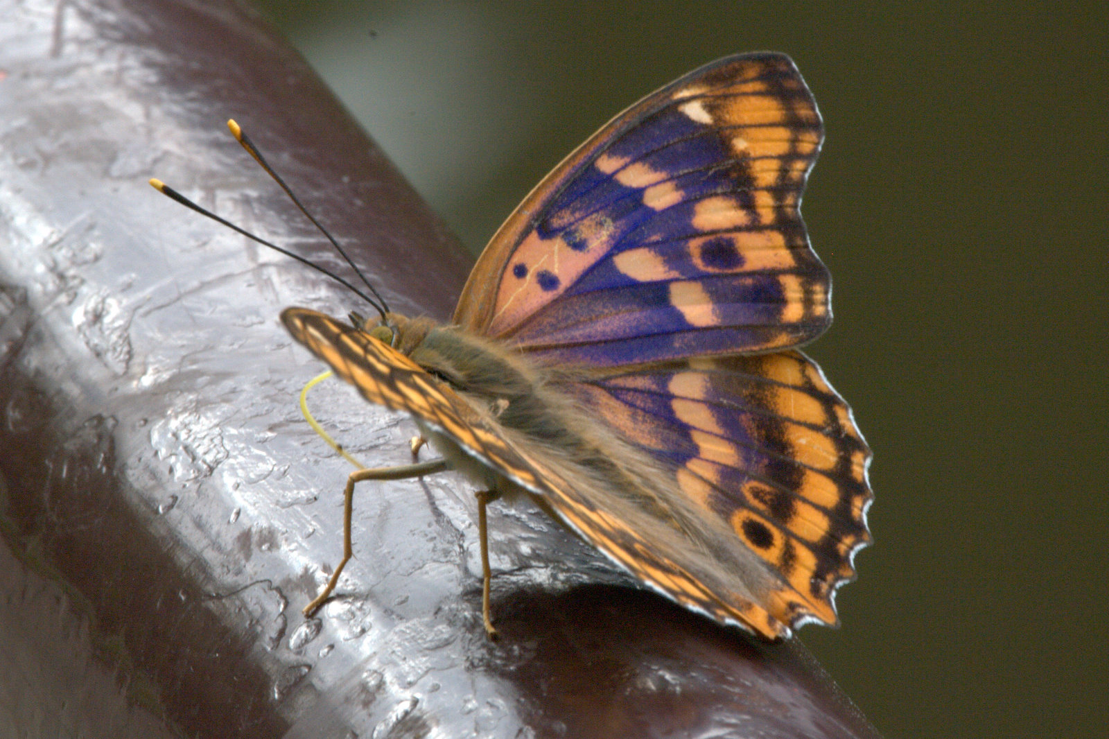 蝶の種類 - 蝶の一種 (Diatraea saccharalis)