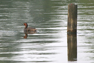 サル痘：患者は病巣に火がついたようだと語る