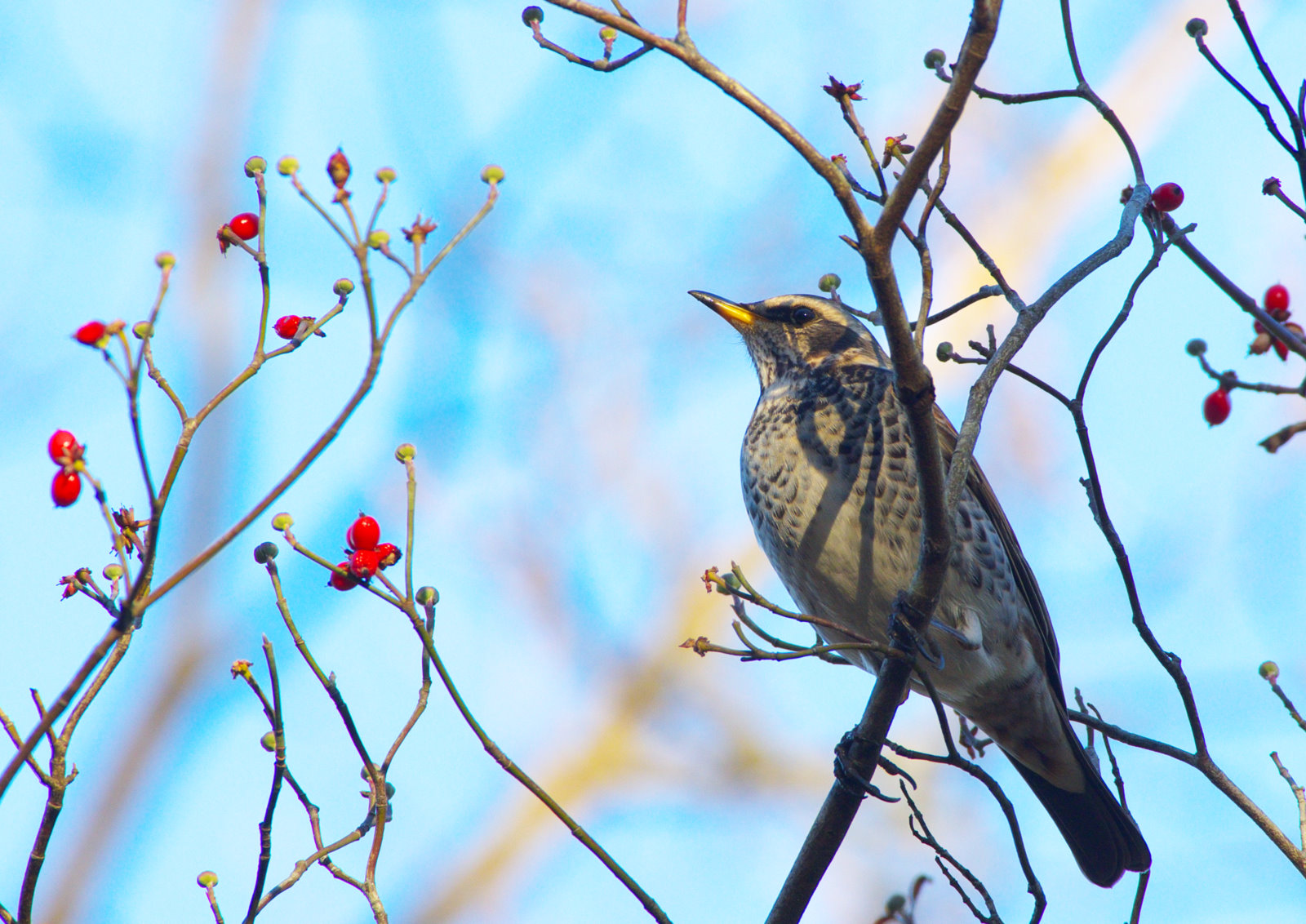 なぜ苦痛の発作が起こるのでしょうか?蛾が鳥の涙を吸うのを見る