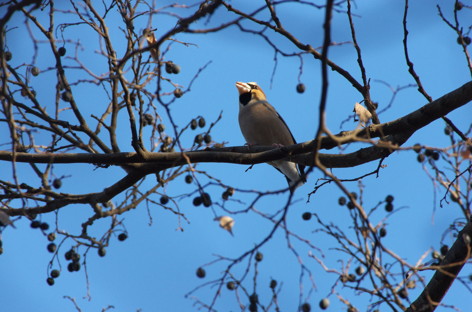 この彫刻が何でできているかわかりますか?