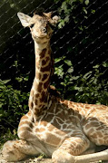 A 2-day-old giraffe calf
