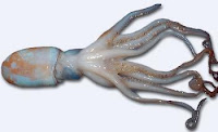 Pulpo blanco (Eledone cirrhosa) - mondopulpo