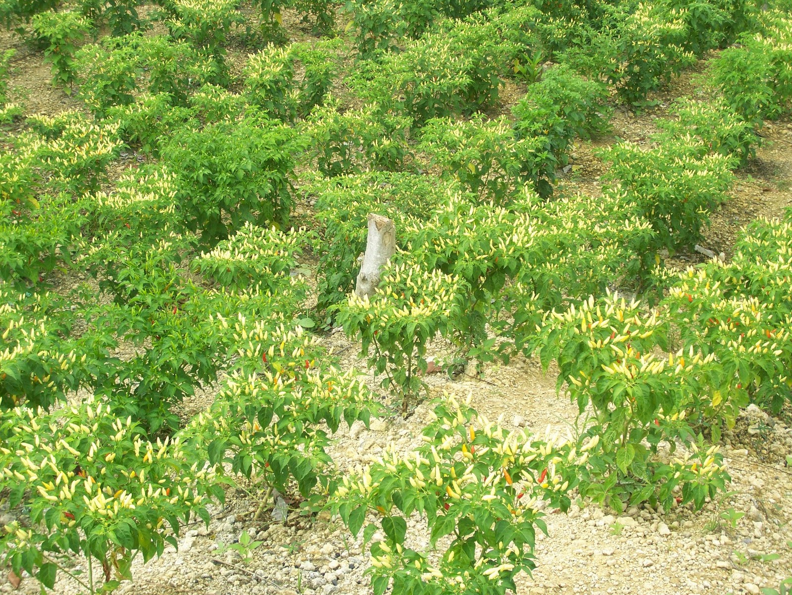 The Nature's Market Philippine Chili Peppers (TagalogSiling Labuyo