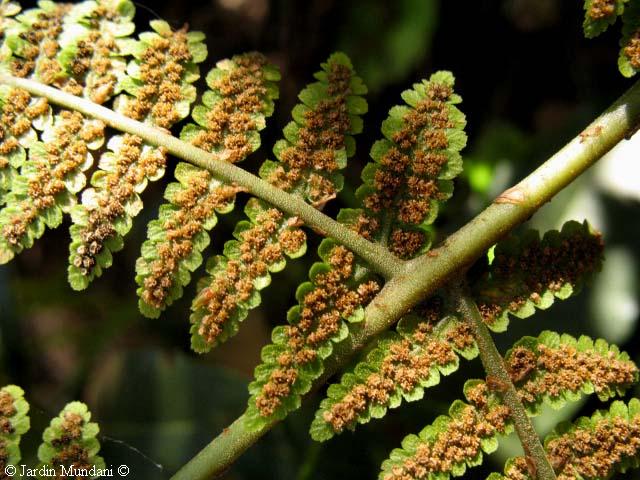 Future is written in green Dryopteris oligodonta, Canarian endemic