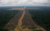 Soy plantation in deforested Amazon
