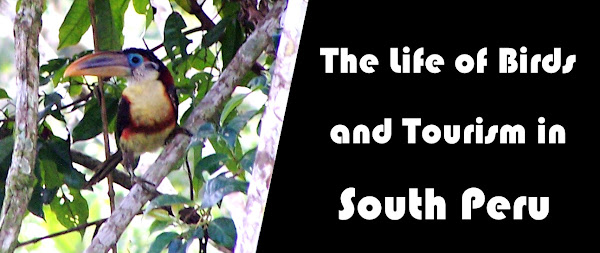 The Life of Birds and Tourism in South Peru