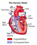 3D Image of Heart