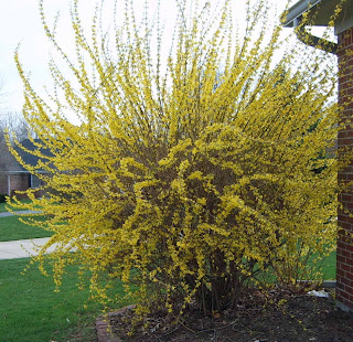 Life Is Not A Bed Of Roses Forsythia The Sun Reflector