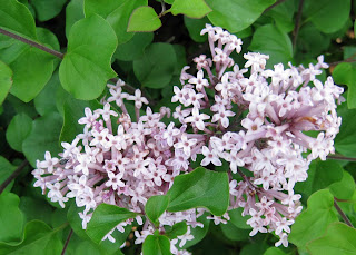 Juniper Hill Lilacs Extending The Season