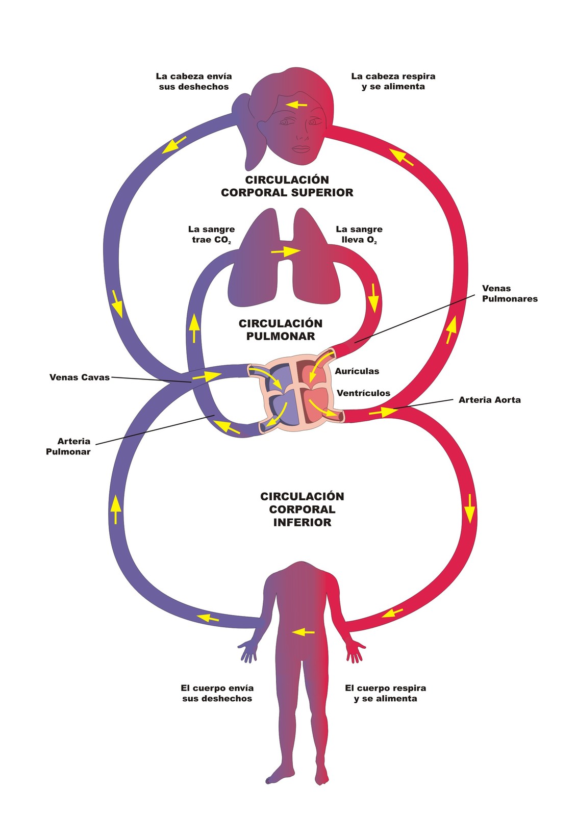 El secreto no expuesto de Hipertensión pulmonar