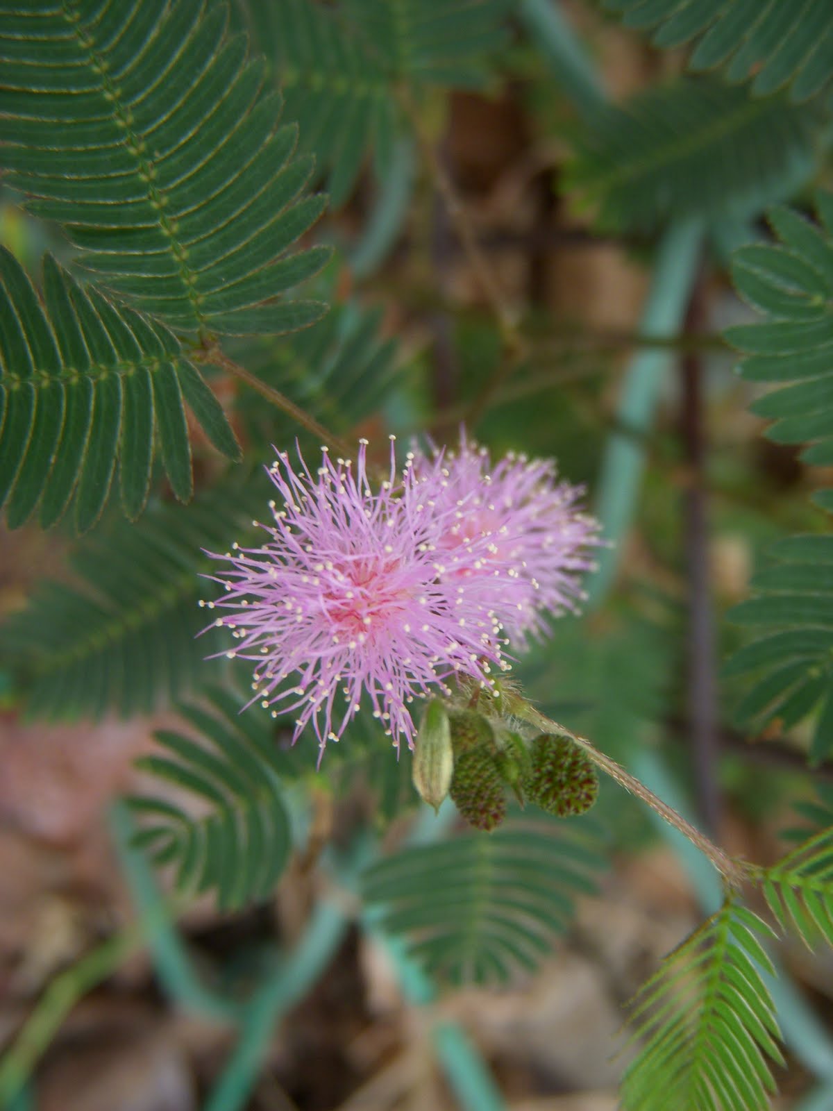 Evershining Star* Mimosa, Shy Flower