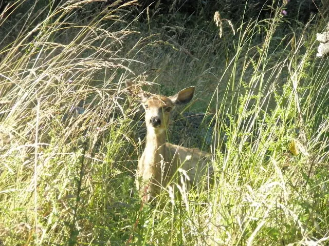 Deer at Jones Island State Park