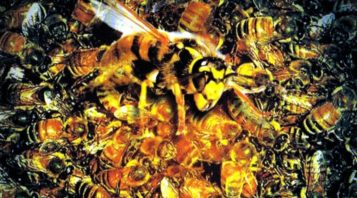 Todo El Terror Del Mundo Abejas Asesinas (Killer Bees) (Пчели убийци) (Essaim Mortel