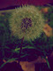 Mi foto