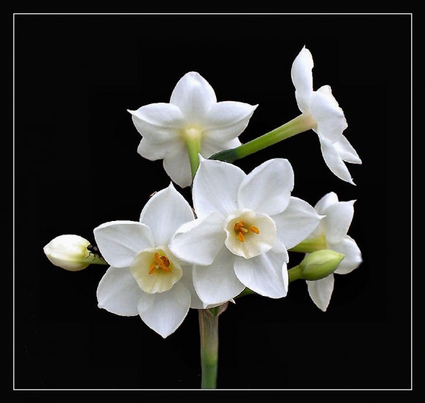 http://3.bp.blogspot.com/_mM6Oo8giKmE/TP0irk8RB1I/AAAAAAAAA0k/cIm_1J3q0h4/s1600/Paperwhite_Narcissus.jpg