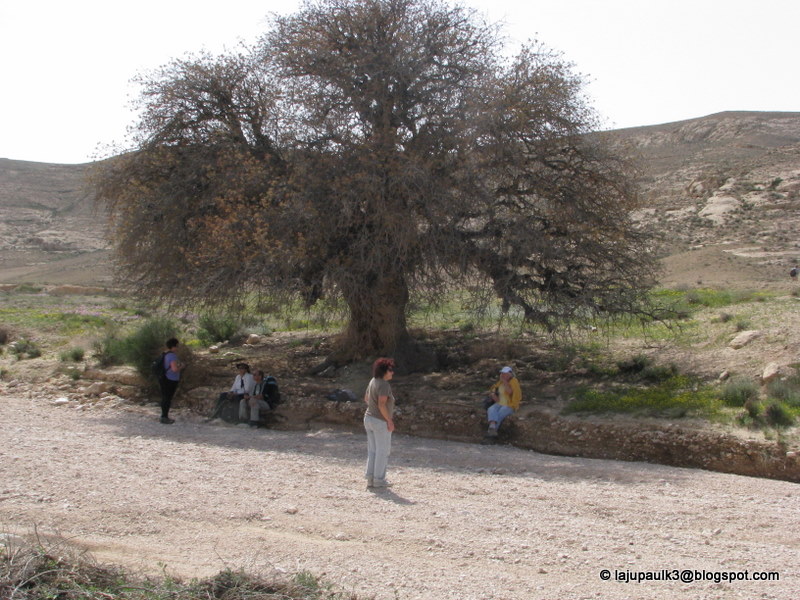 THROUGH THE LAND OF ISRAEL III Terebinth or Pistacia atlantica. From