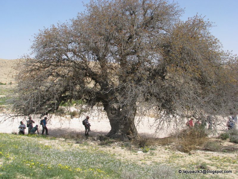 THROUGH THE LAND OF ISRAEL III Terebinth or Pistacia atlantica. From