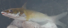 Channel catfish