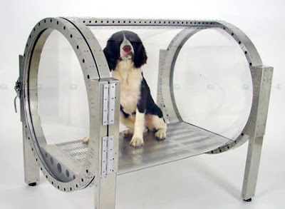 designer coolest pet beds