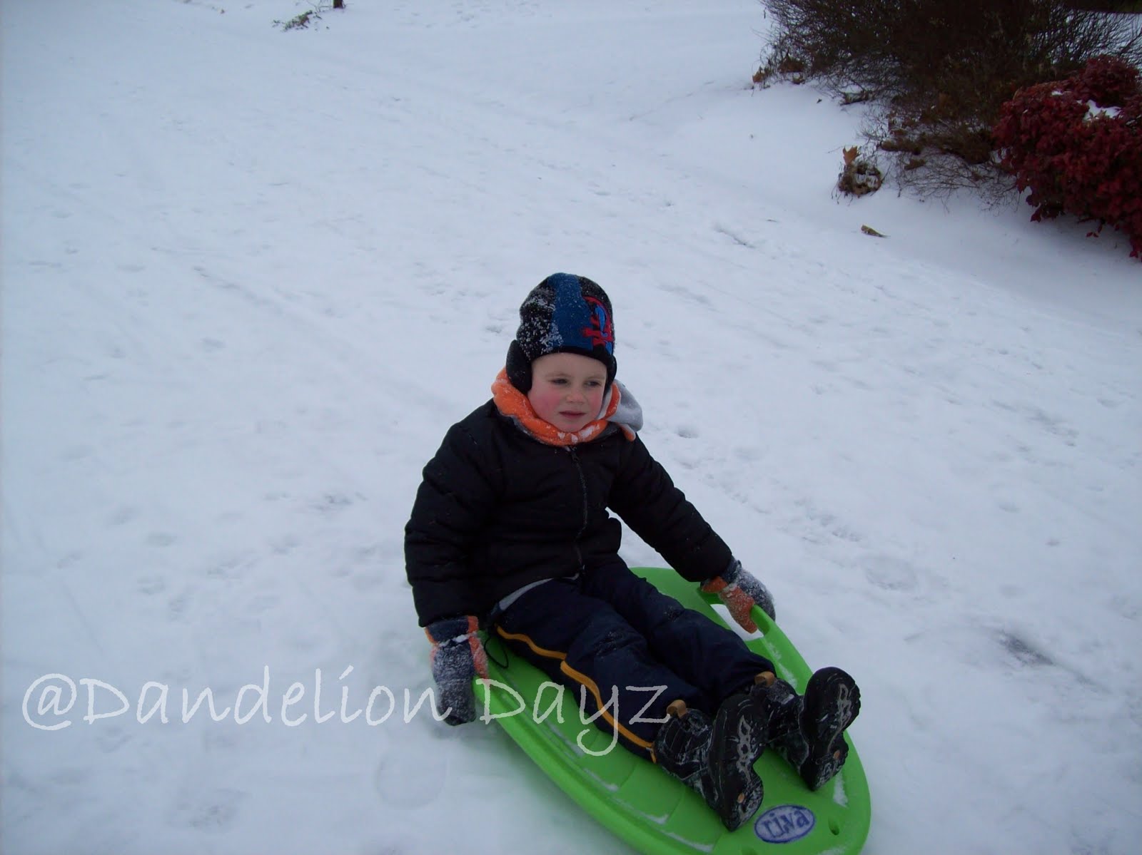 [sled+snow.jpg]