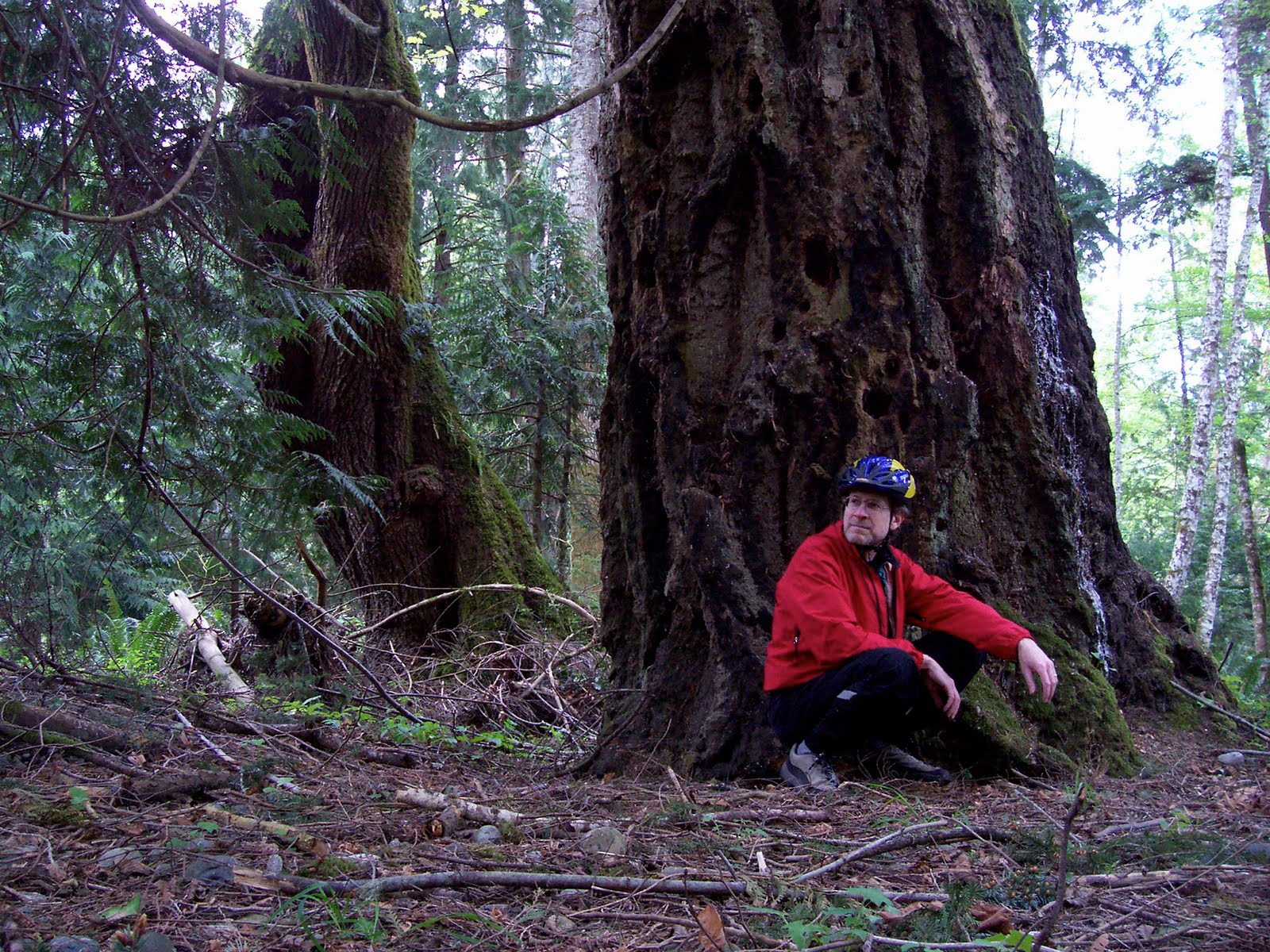 Vancouver Island Big Trees Sooke Big Trees Phillips Road/Sunriver Park