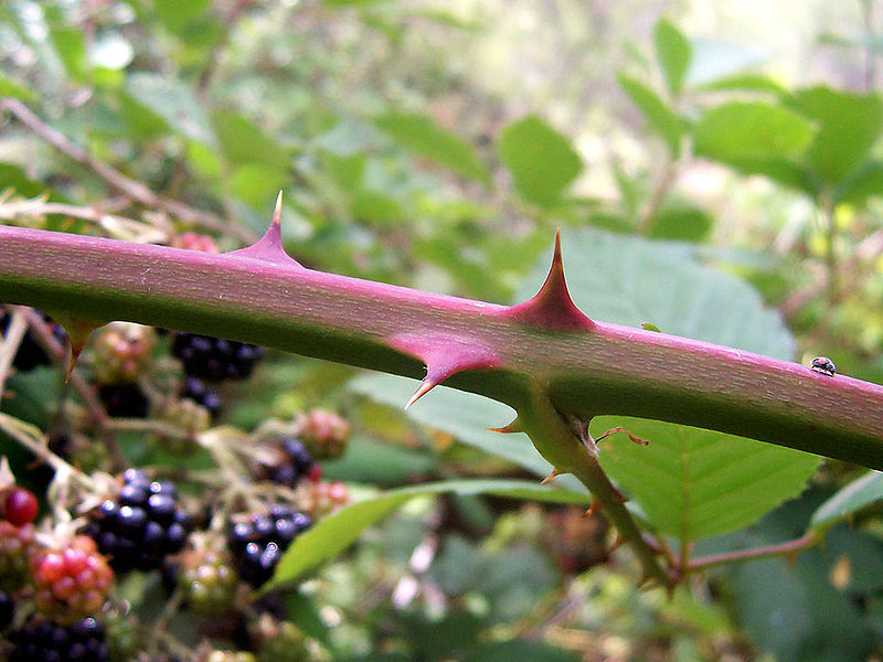 [800px-Spines_on_blackberry.jpg]