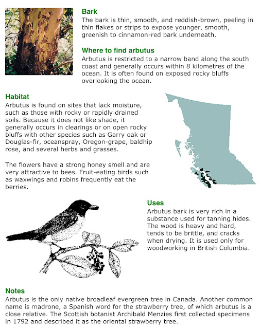 Vancouver Island Big Trees Identify Trees