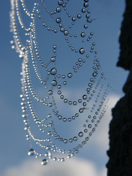 [spiderweb_dewdrops_GearyLeBell.jpg]