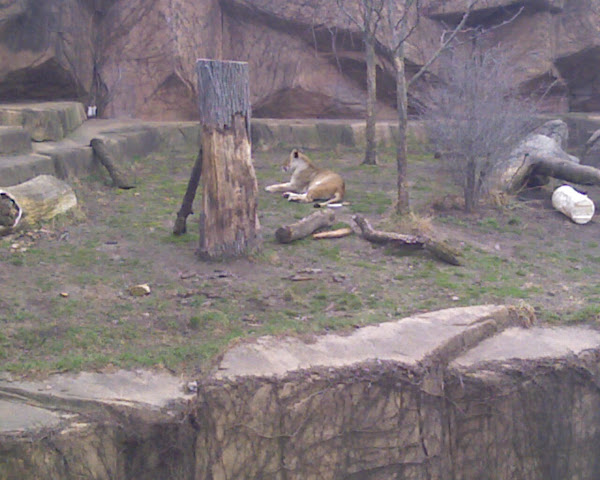 Lions