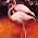 crackers speed shop flamingo crackers speed shop flamingo