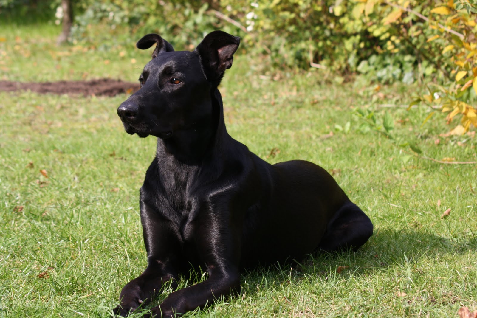 VALLIS BLOG Ein schwarzer Hund aus Ladeburg