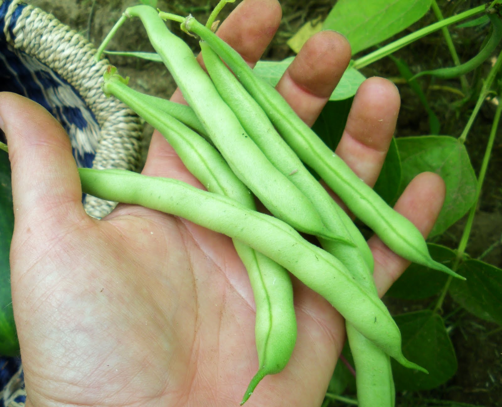Sarah's Culinary Adventure Ontario String Bean Salad with Lemon