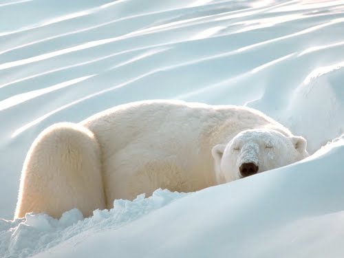 [Sleeping__Polar_Bear.jpg]