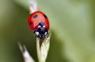 I Love Ladybugs