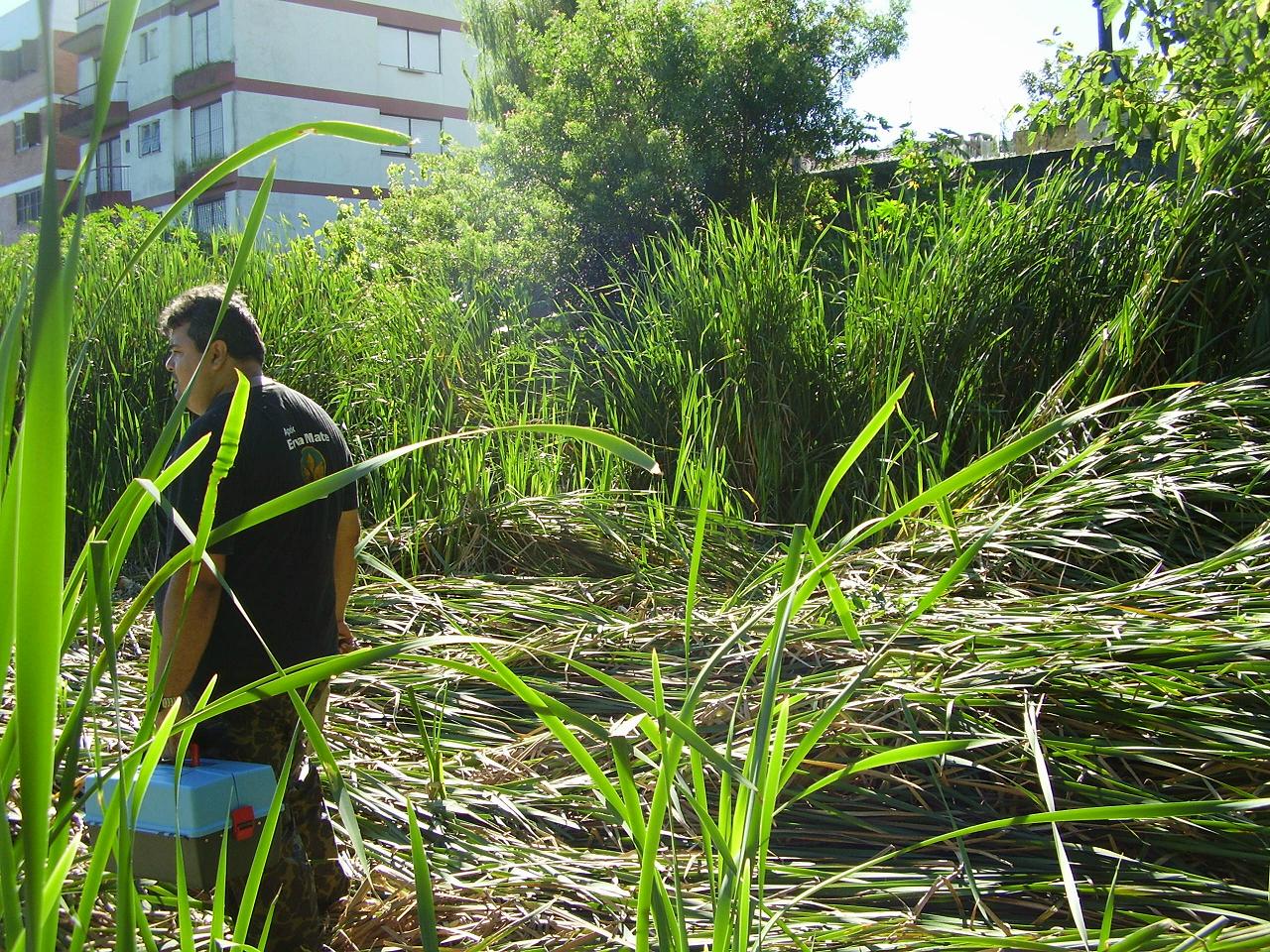 [ferreiraviana3.JPG]